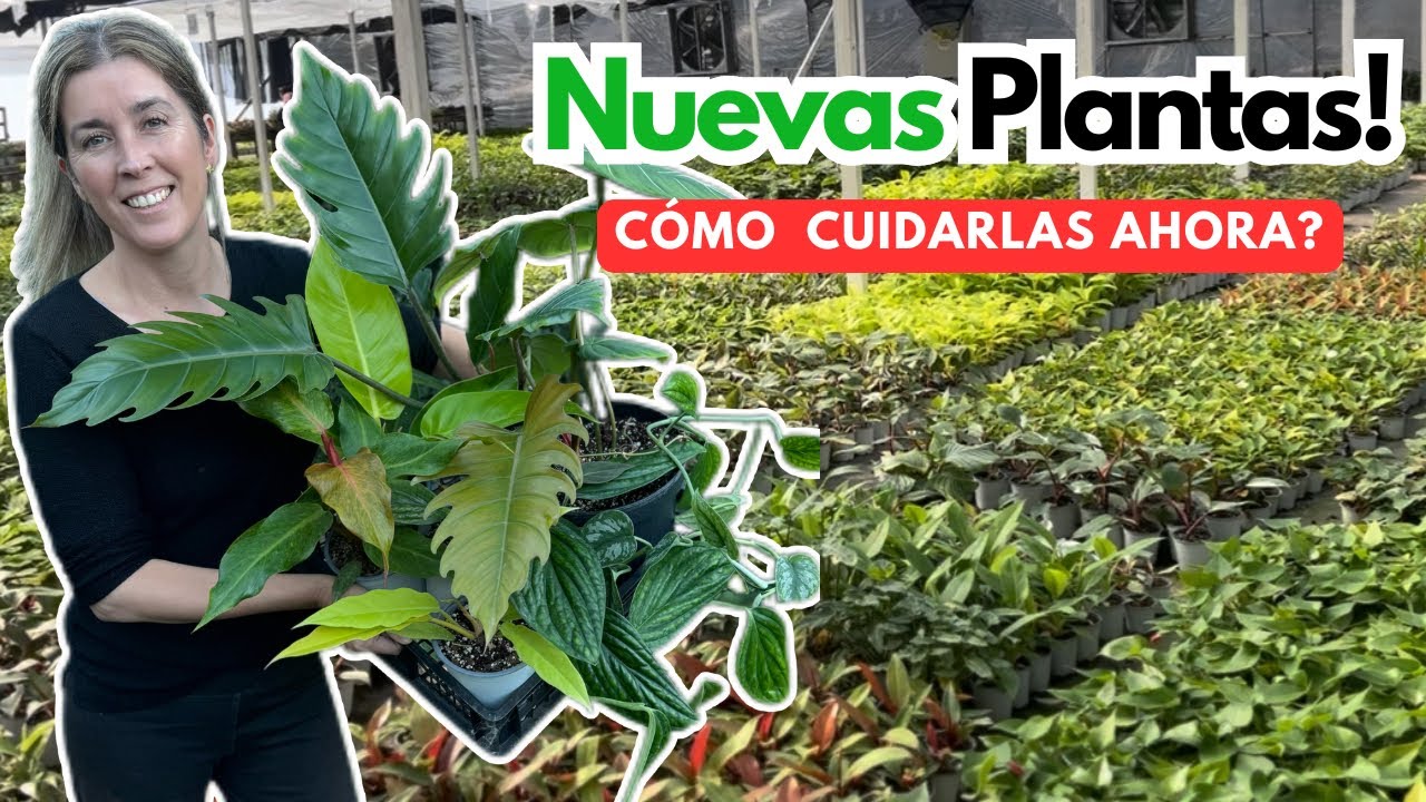 FUI por UNA planta y volvi con MUCHAS más 😱 [cómo CUIDARLAS en CASA?]🏡