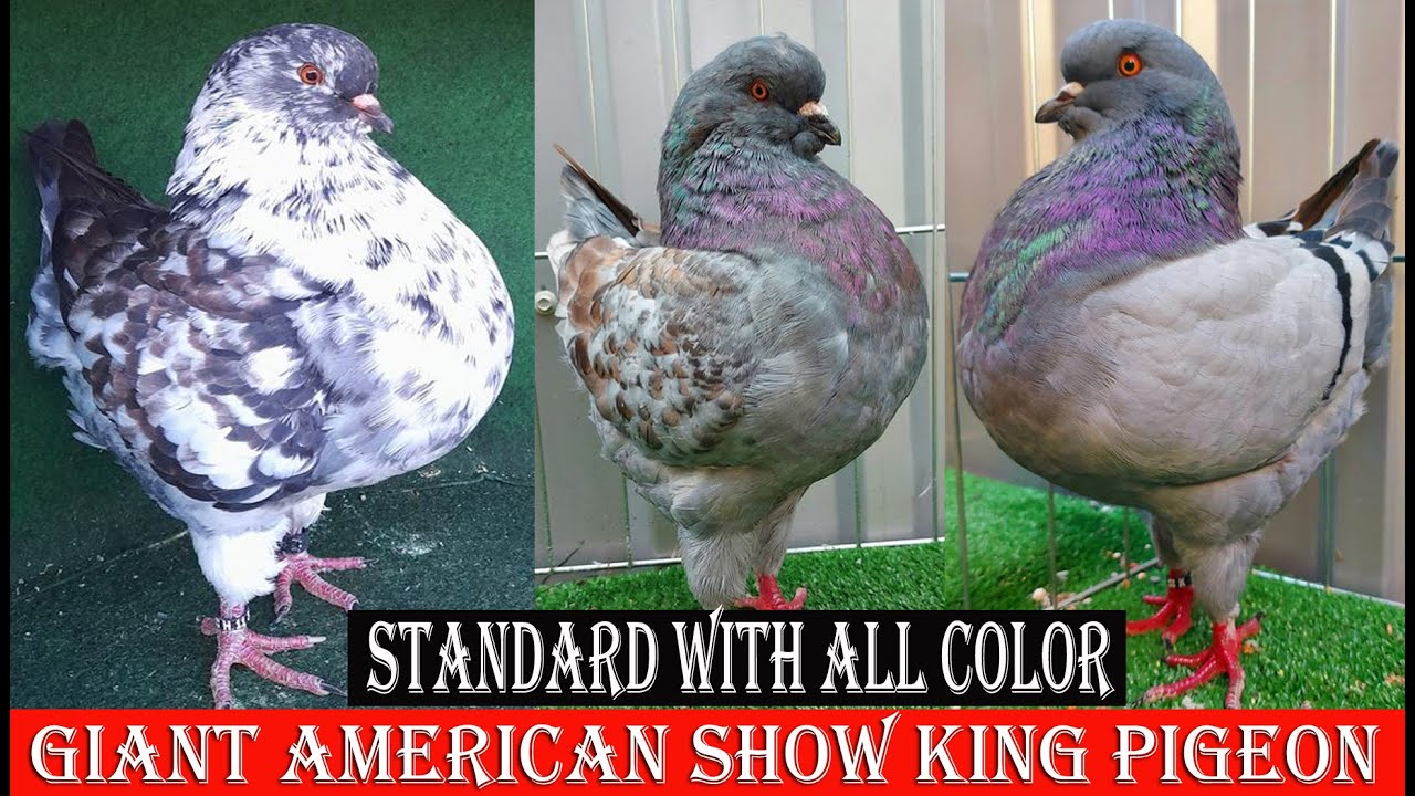 Giant American Show King Pigeon Show With All Color