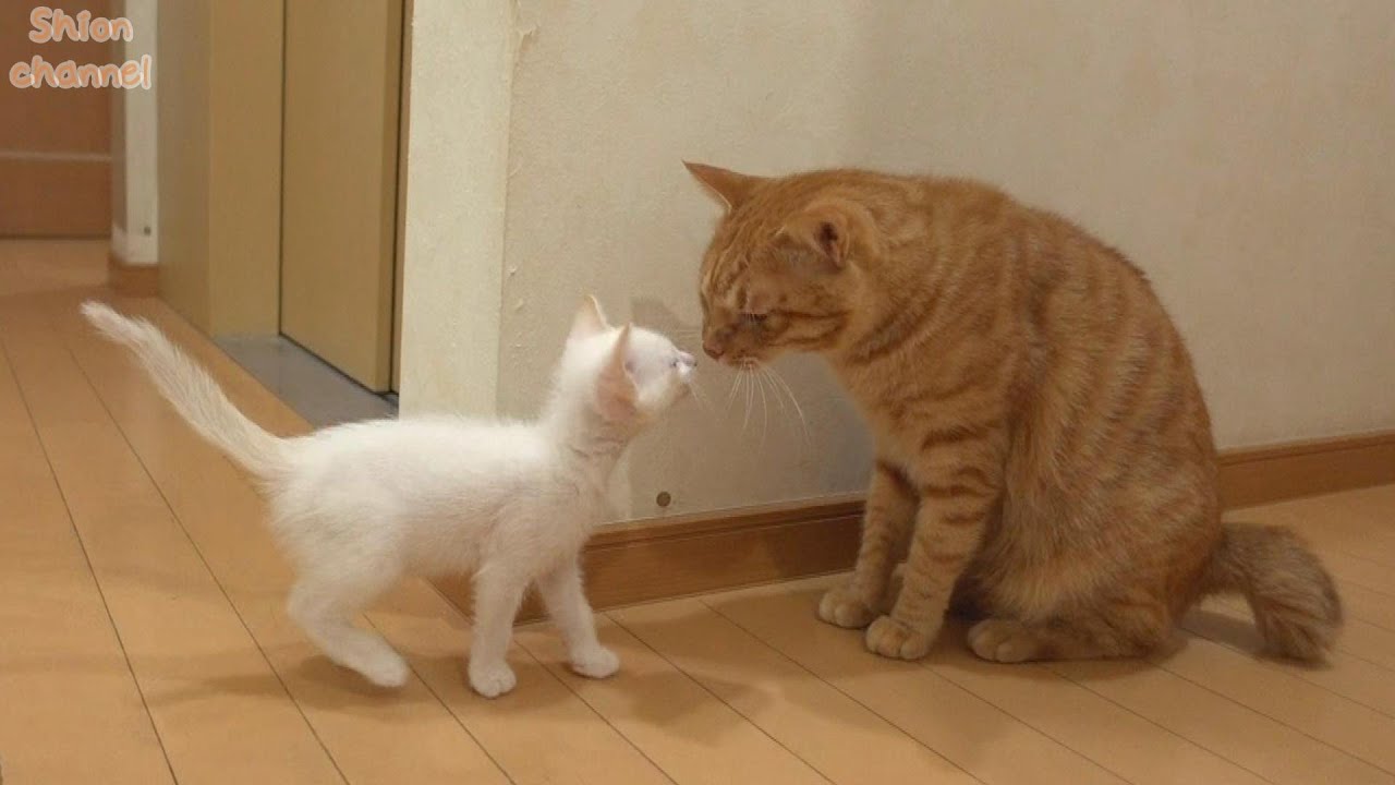 【生後44日】「助けてー！」子猫からのSOSに子猫好きの猫が取った行動がこちら…