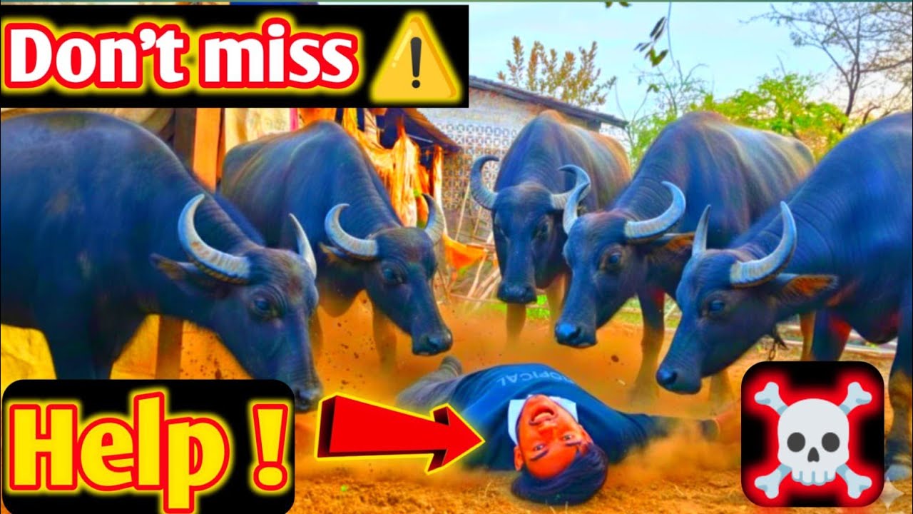 🐃Sabse Zyada 😕Doodh Dene Wali भैंस ki Seva 🥛| Desi Navneet jamudiya ❤️