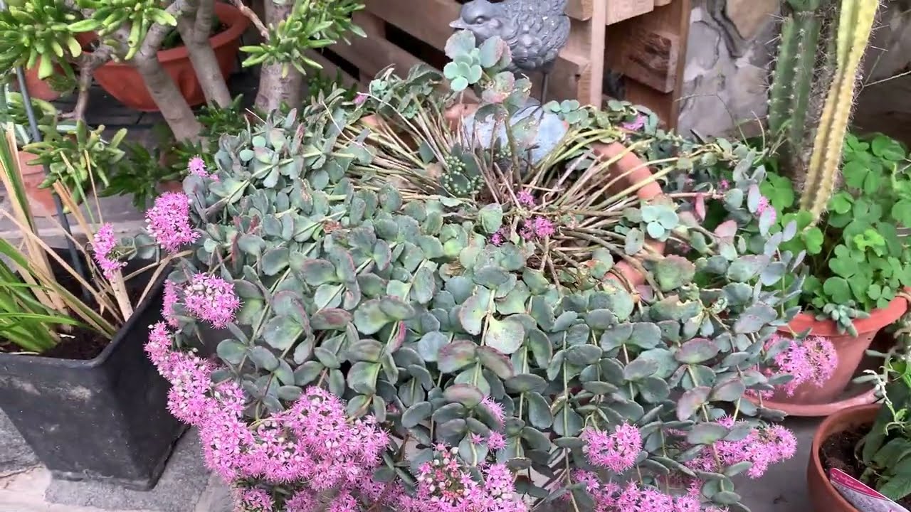Sedum sieboldii - Erba Teresina