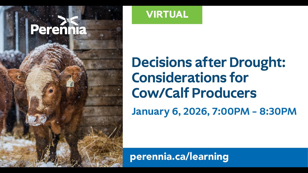 Decisions after Drought: Considerations for Cow/Calf Producers