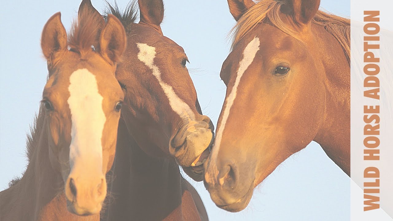 Wild Horse Online Adoption, July 2019