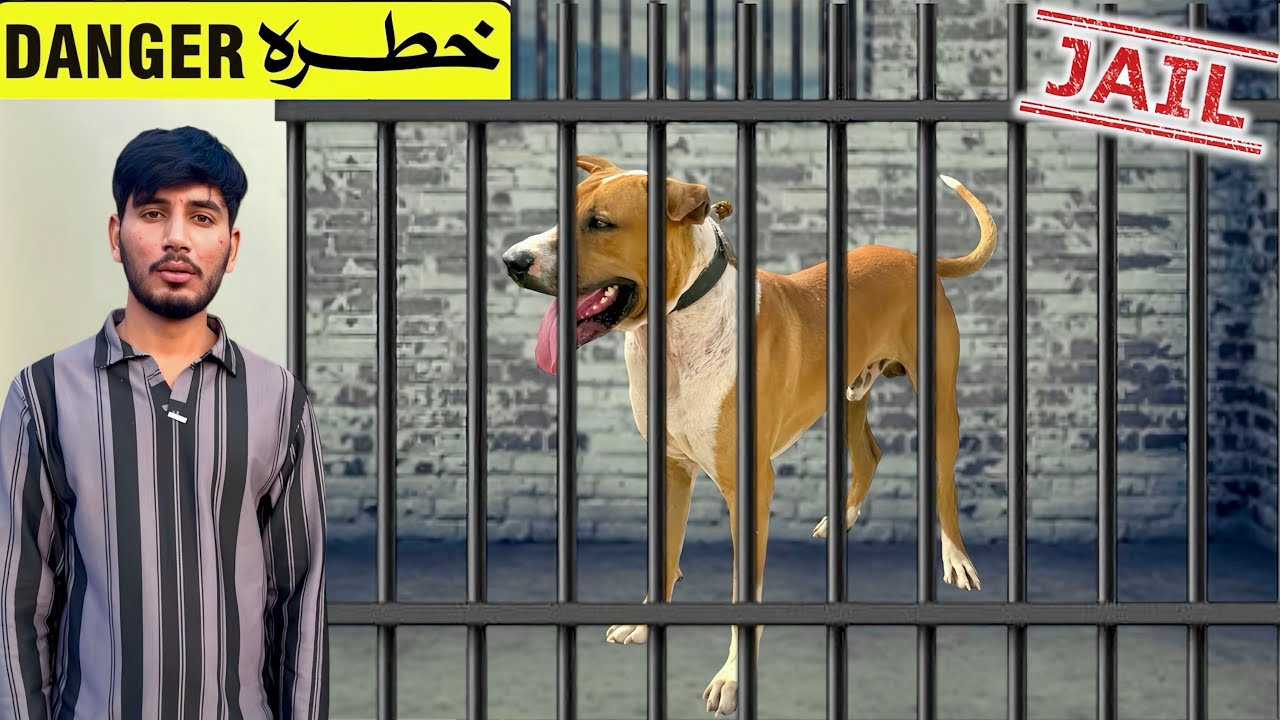 BULLY DOG BADSHAH KO JAIL HONY KA KHATRA😱