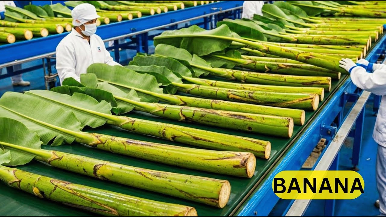Largest Banana Stem Factory You’ve Never Seen Before
