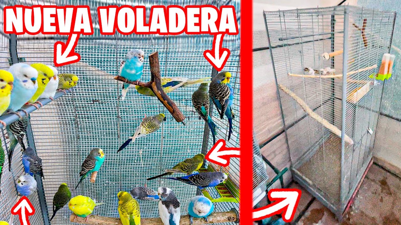 ARREGLANDO MI VOLADERA CASERA PARA PERIQUITOS