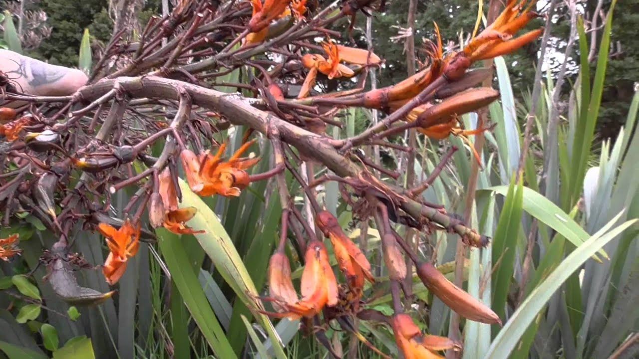 New Zealand Native Plant Harakeke