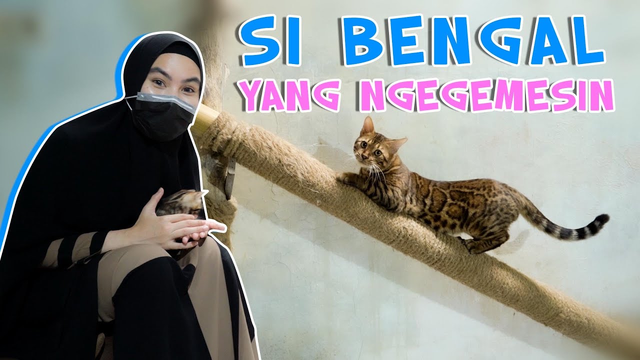 KARTIKA PUTRI KAGET HARGA KUCING BENGAL PULUHAN JUTA?!