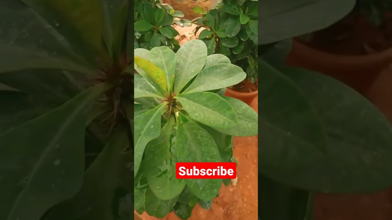 Alidhra Euphorbia Plants @agtc #viral #viralvideo #shortvideo #shorts #shortsvideo #viralshorts