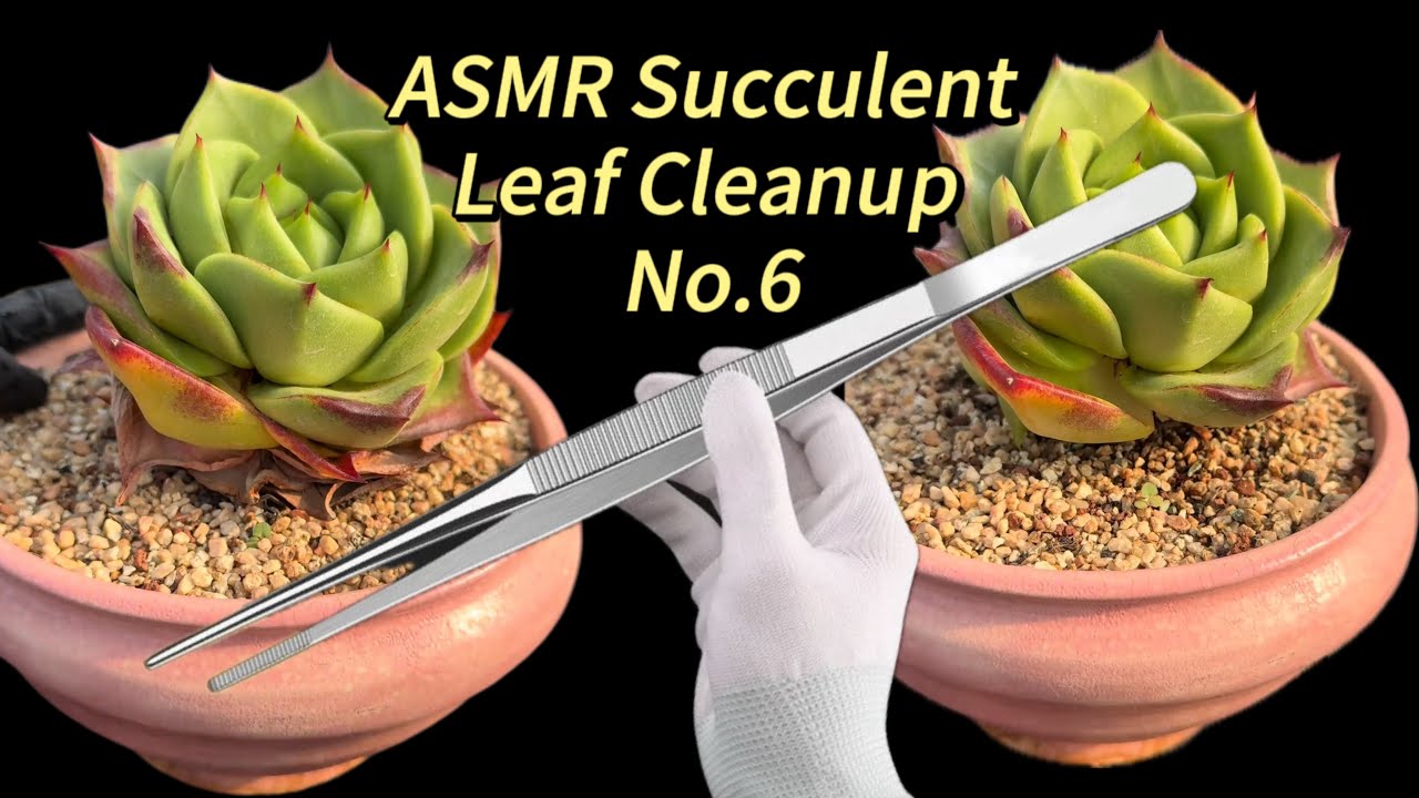 ASMR Succulent Leaf Cleanup No.6 | Relaxing