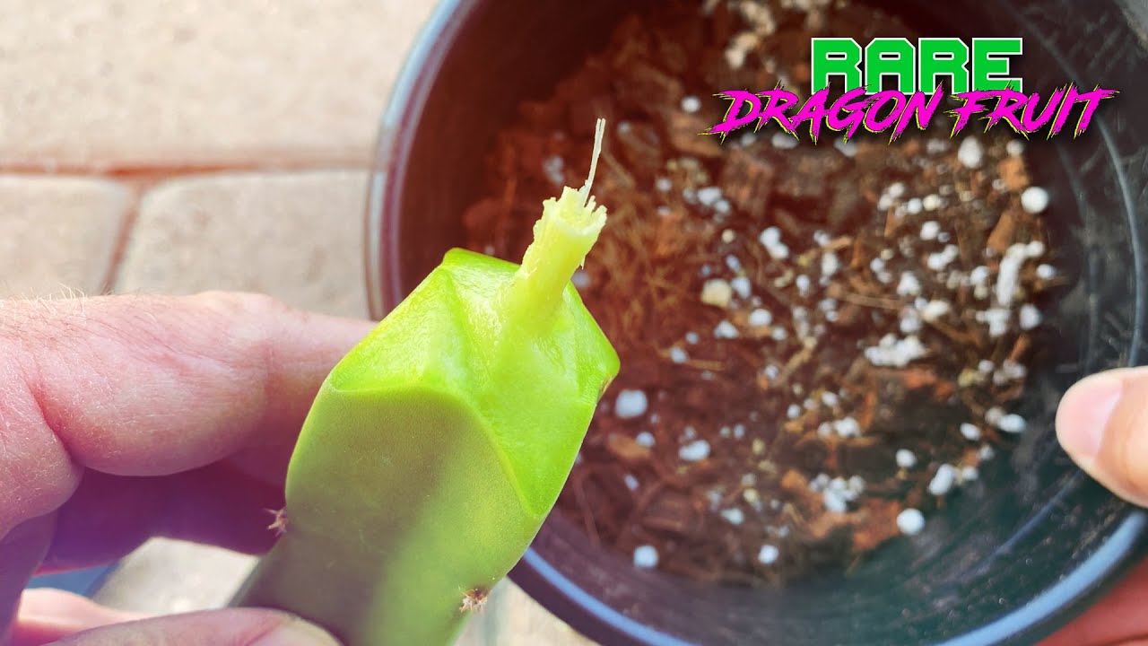 PROPAGATING BLACK DRAGON FRUIT /  FLESH to STEM CUT / Growth medium