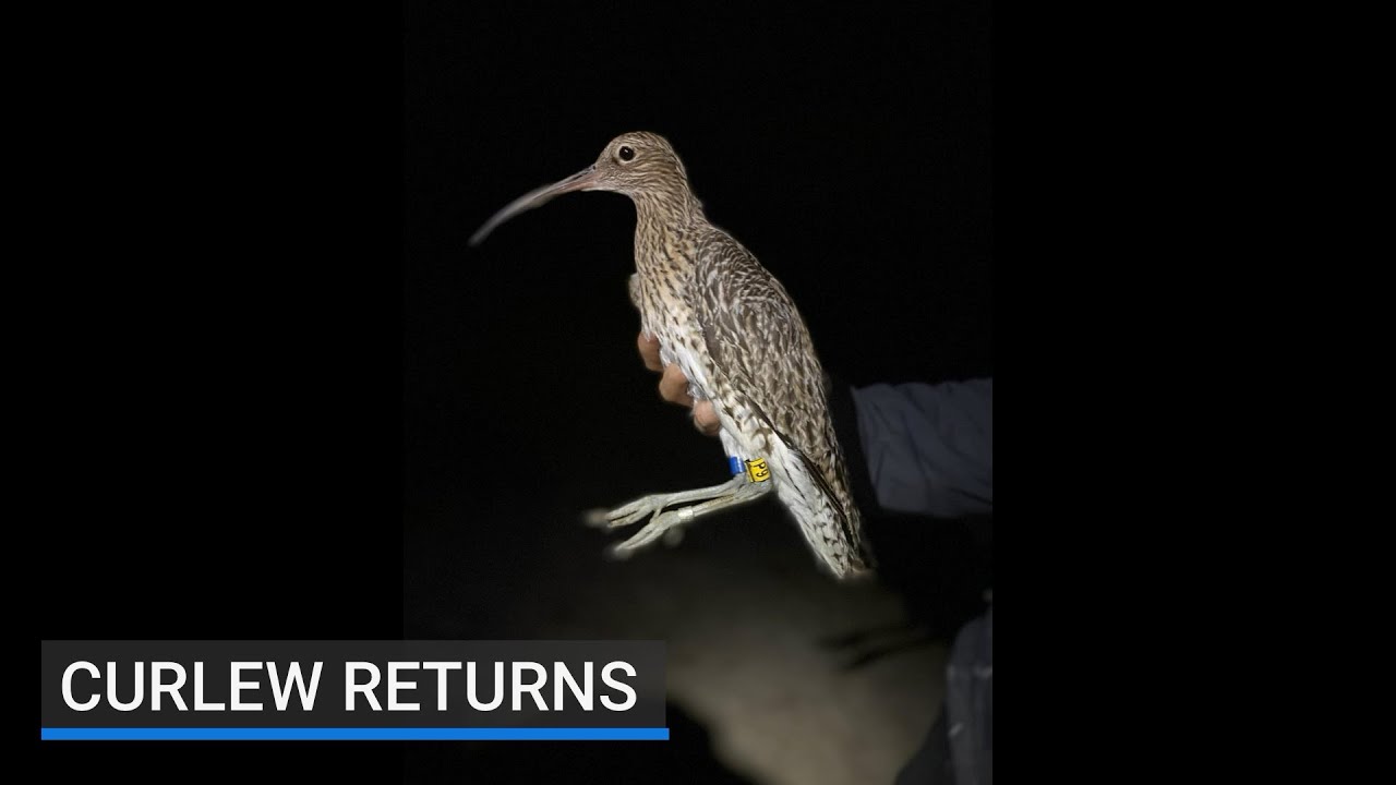 Curlew chick returns to Lough Neagh