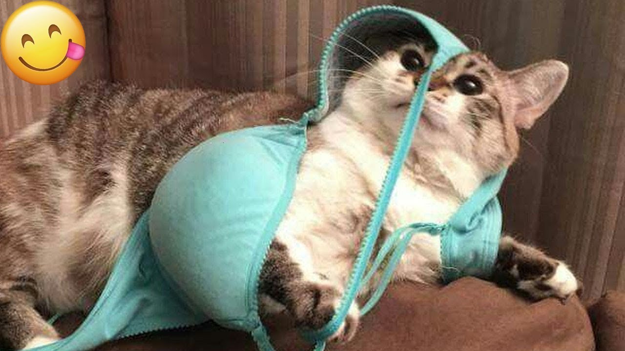 So Funny! Funniest Cats and Dogs 2025 🤣😎New Funny Animals 2025 🙀🐱