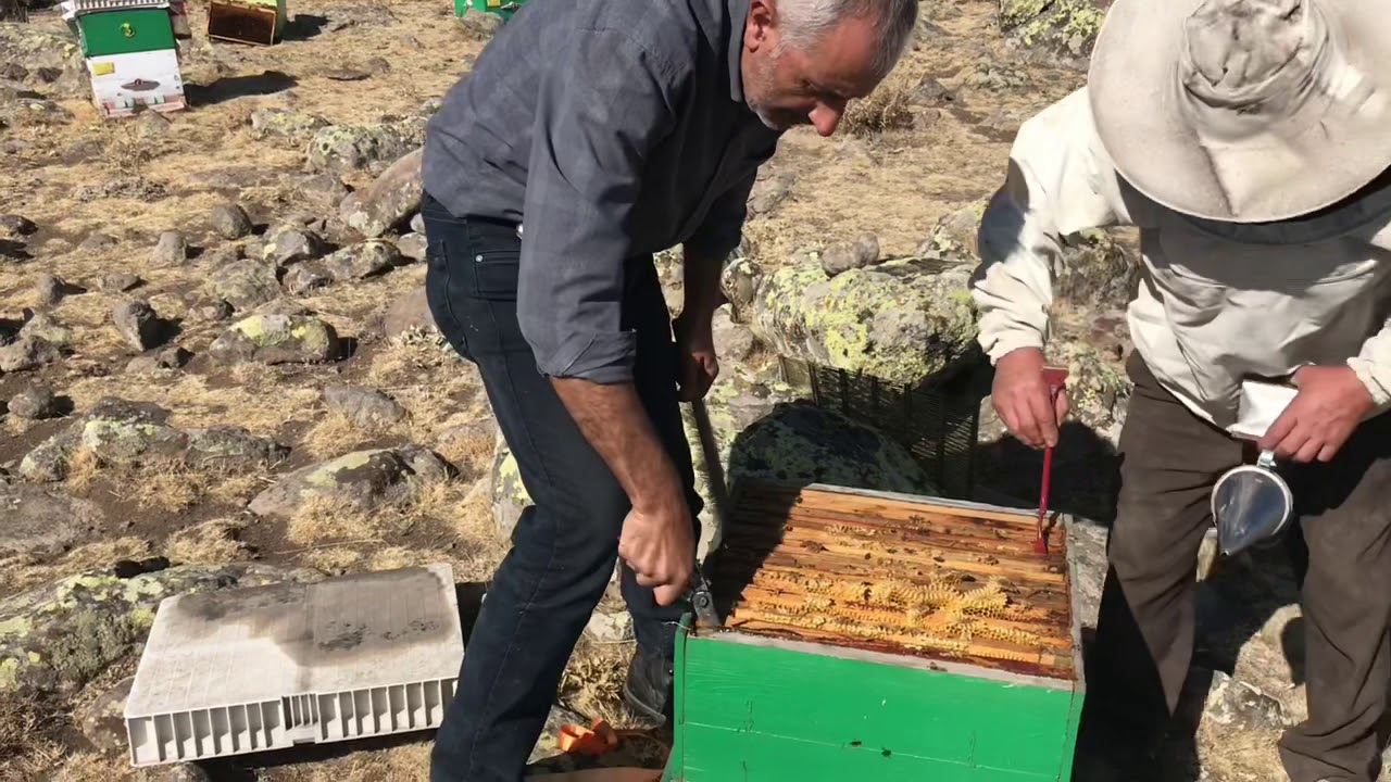 Bal hasadı Niğde Bor Balcı