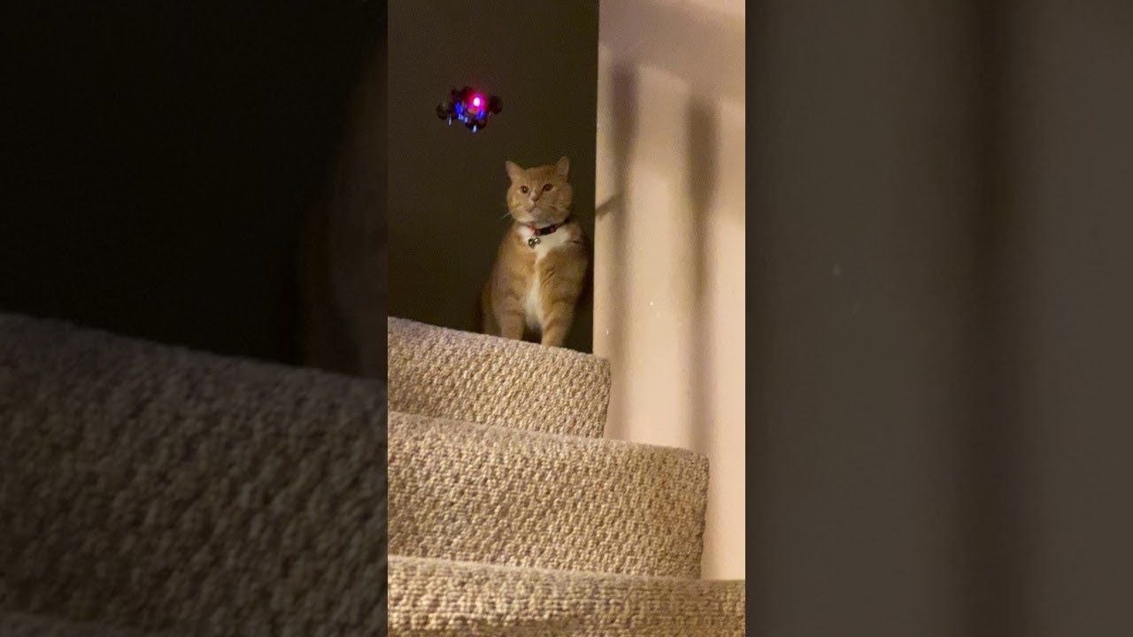 Playful Kitty Swipes at Mini Drone || ViralHog