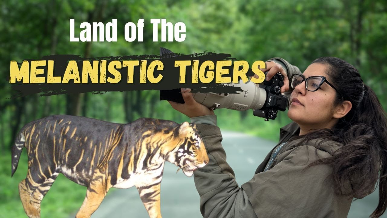 Land of The Melanistic Tigers| Exploring Simlipal Tiger Reserve