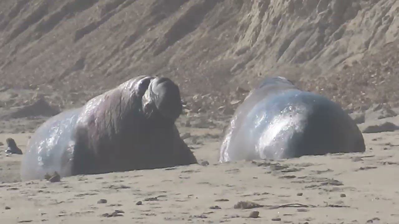 BIG Seals at Drakes Beach