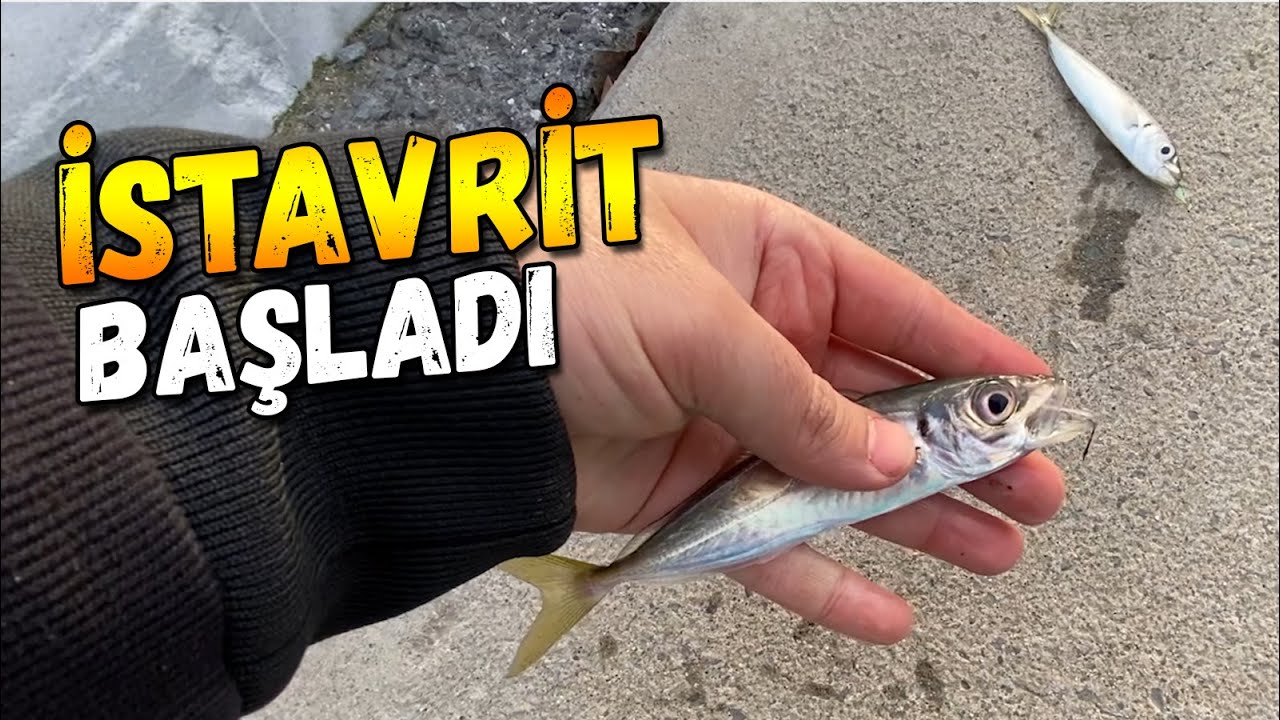 İstanbul İstavrit Başlar