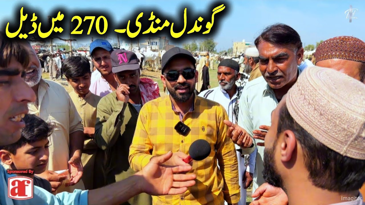 Gondal Mandi 2026 - Live Bargaining Cow Mandi Attock - Fatehjangi Bulls 2026 - Bakra Mandi 2026