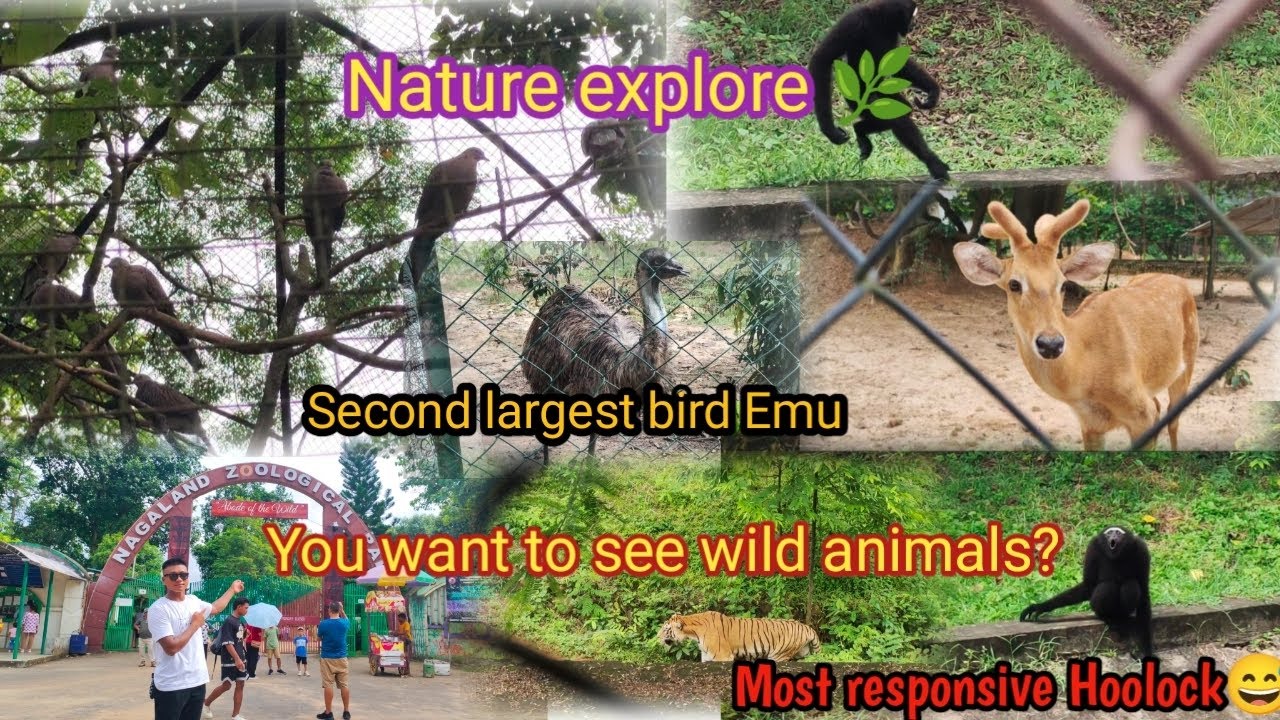 Nagaland Zoological Park 📍/The biggest tiger I have ever seen🐯/interacting with Hoolock gibbon 🐒😂