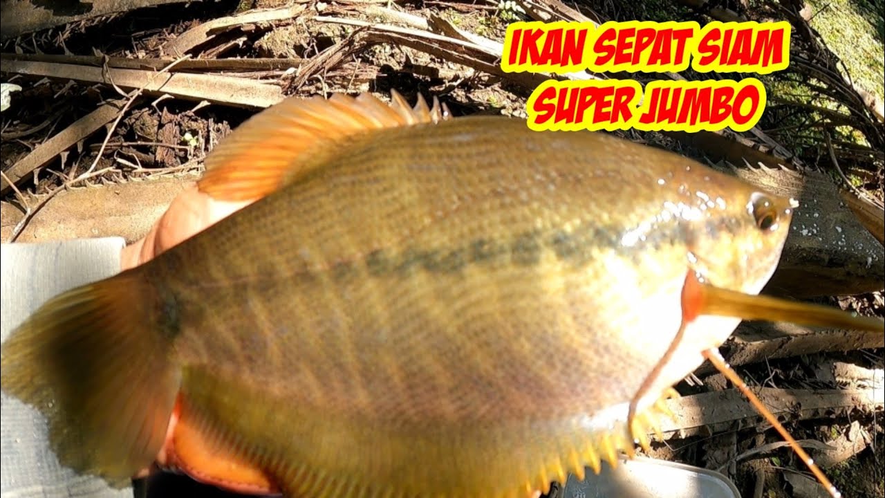 Ternyata di spot sepeti inilah tempat ikan sepat Siam berkumpul