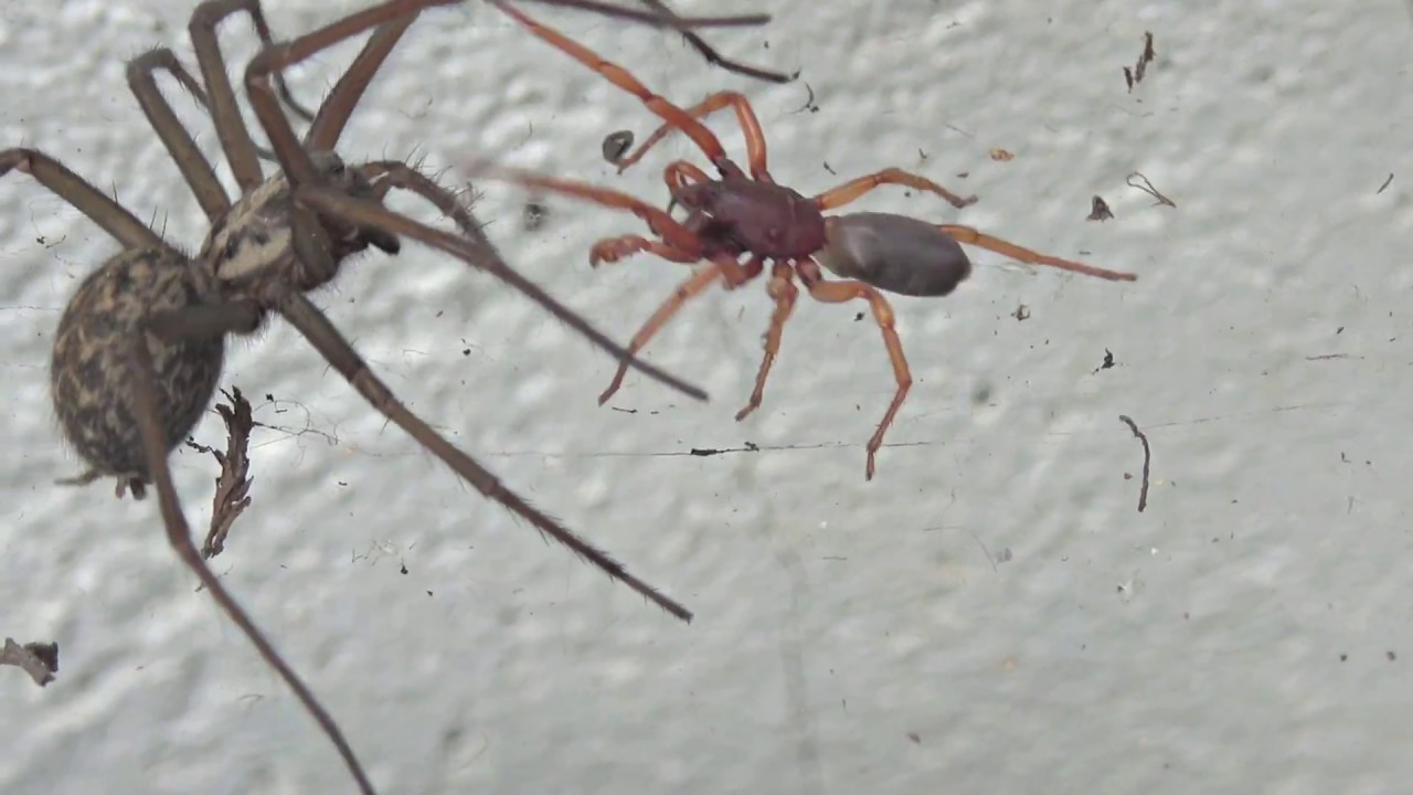 Tegenaria contre Dysdera, combat sans merci.