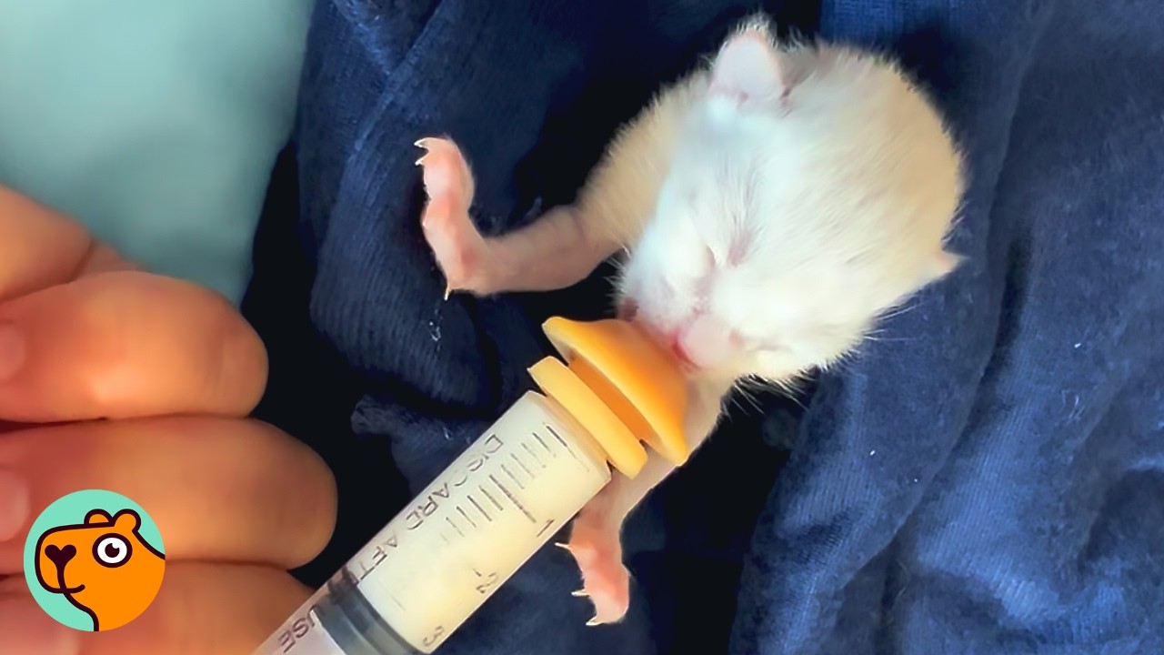Kitten Smaller Than a Mouse Grows Up Into a Blizzard | Cuddle Buddies