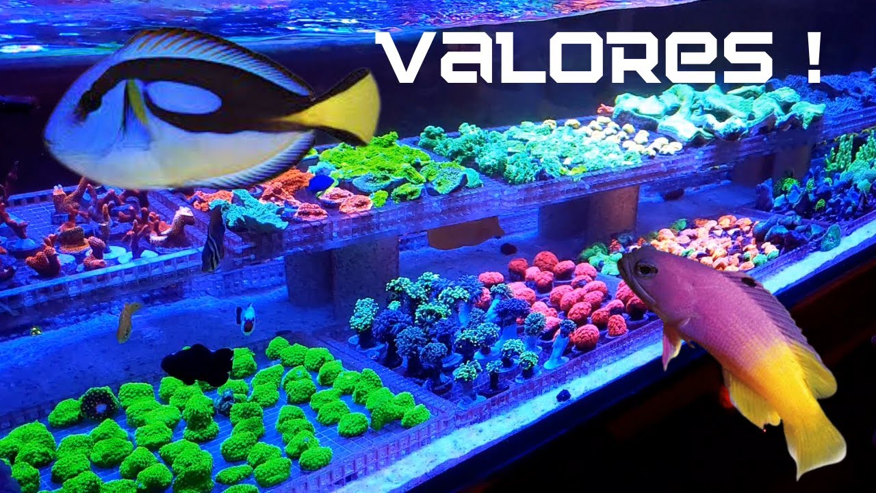 Valores de alguns peixes e muitos corais revelados ! Apenas dia 10/06