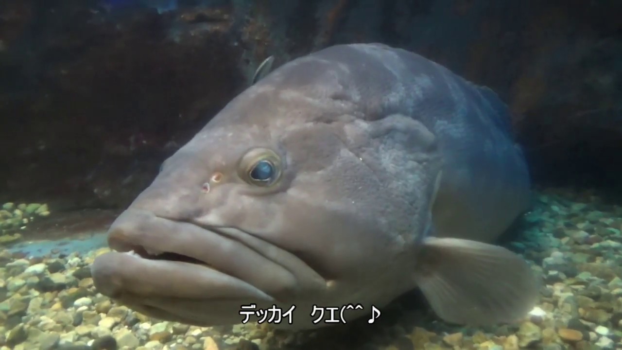 Ise Sea Paradise Fish viewing おさかなウォッチング 8/25