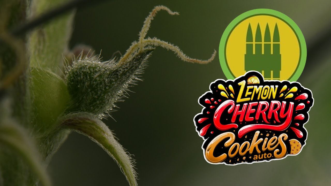 Lemon Cherry Cookies / Royal AK | Week 6 | FastBuds / Royal Queen Seeds (Autoflower)