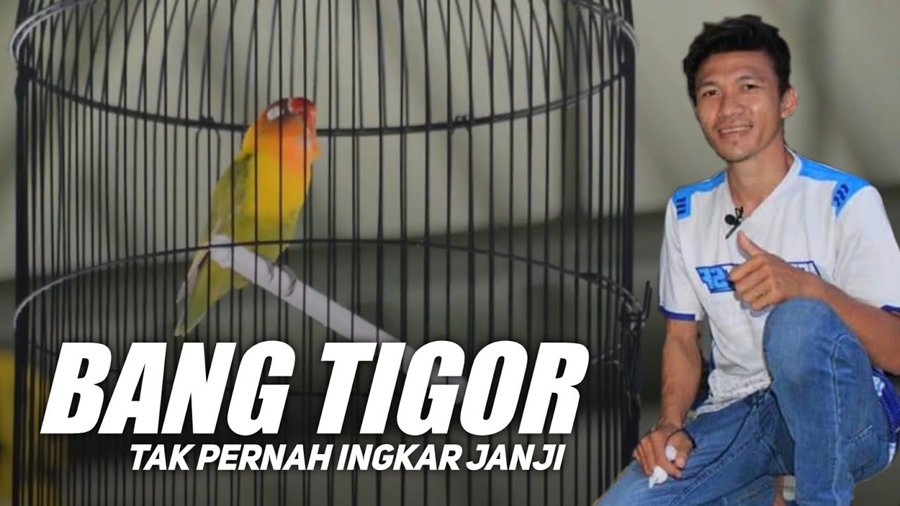 BANG TIGOR TAK PERNAH INGKAR JANJI - BERDIKARI SF - KOPDAR KONSLET BANJARNEGARA