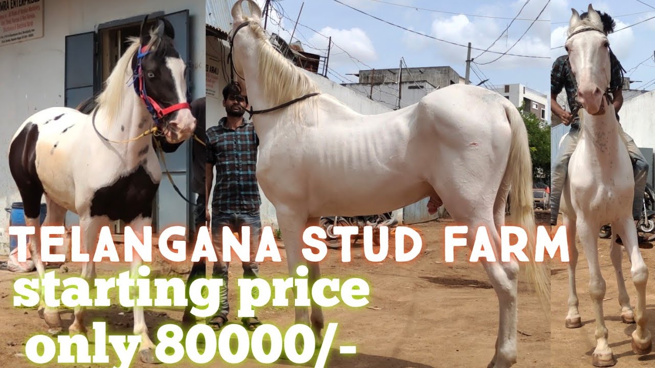 9533744190 saste ghode in Telangana stud farm | new collection of marwadi horses ghodi white horse