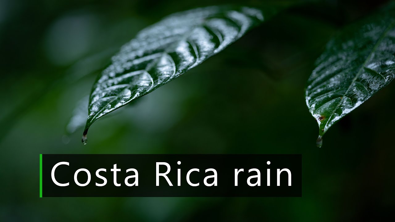 Sounds of Costa Rica - Jungle rain