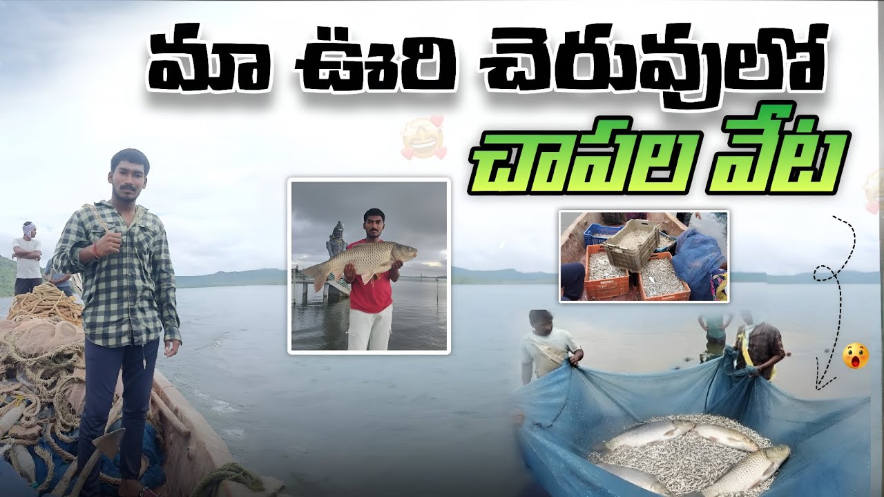 మా ఊరి చెరువులో చాపల వేట || fishing in my village pond || 25kg fish 😮