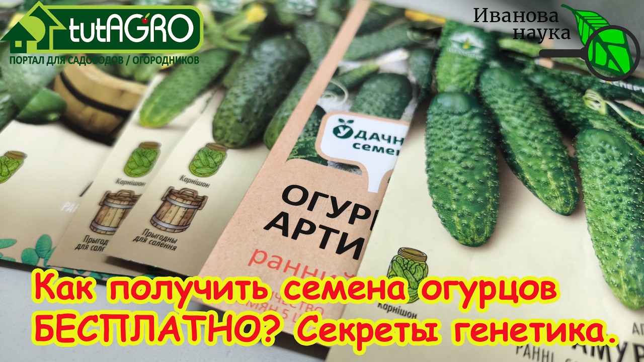 🥒ВСЕГО ТРИ СЕМЕЧКИ И ПОЛНО ОГУРЦОВ! Не трать деньги на дорогие семена! 🎁Эти огурцы = большой урожай.