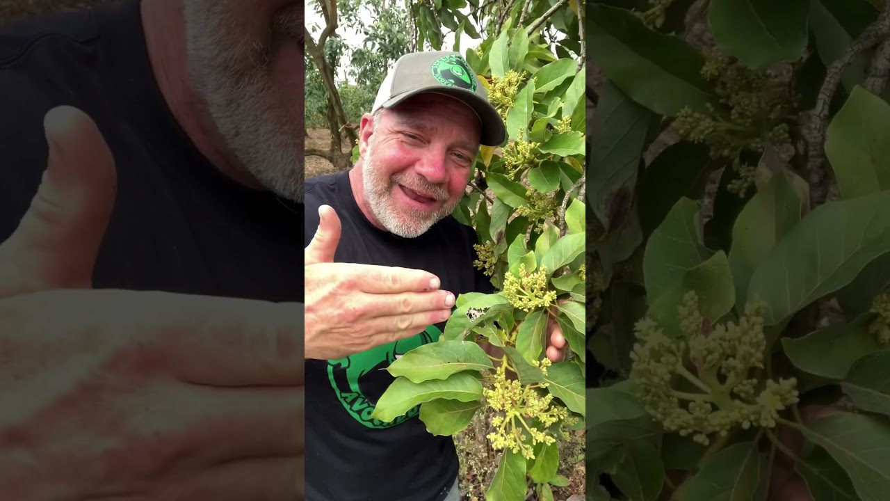 Do I need a male and female avocado tree to produce avocados? #avocado #avocadotree #gardening