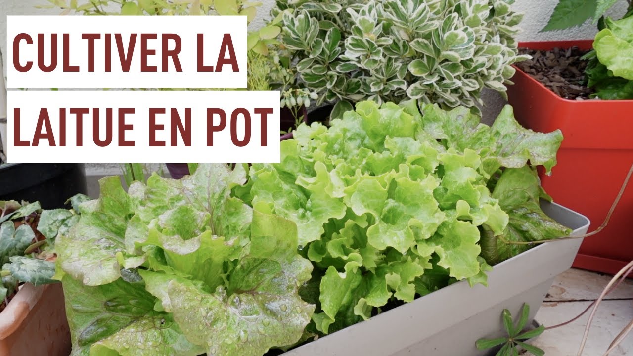Planter et cultiver les laitues d'automne en pot !