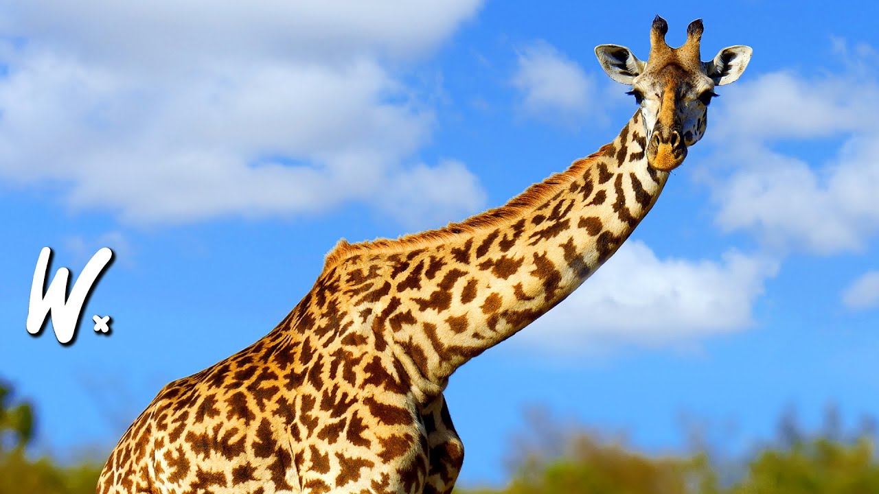 Characteristics, Behavior & Habits Of Giraffe 🦒