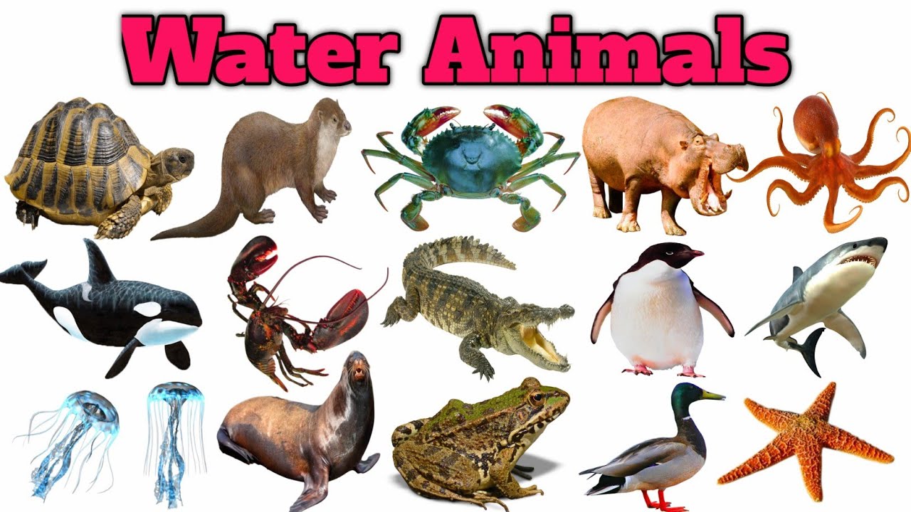 Water Animals Name in Hindi and English | पानी में रहने वाले जीवों के नाम #education #learning 