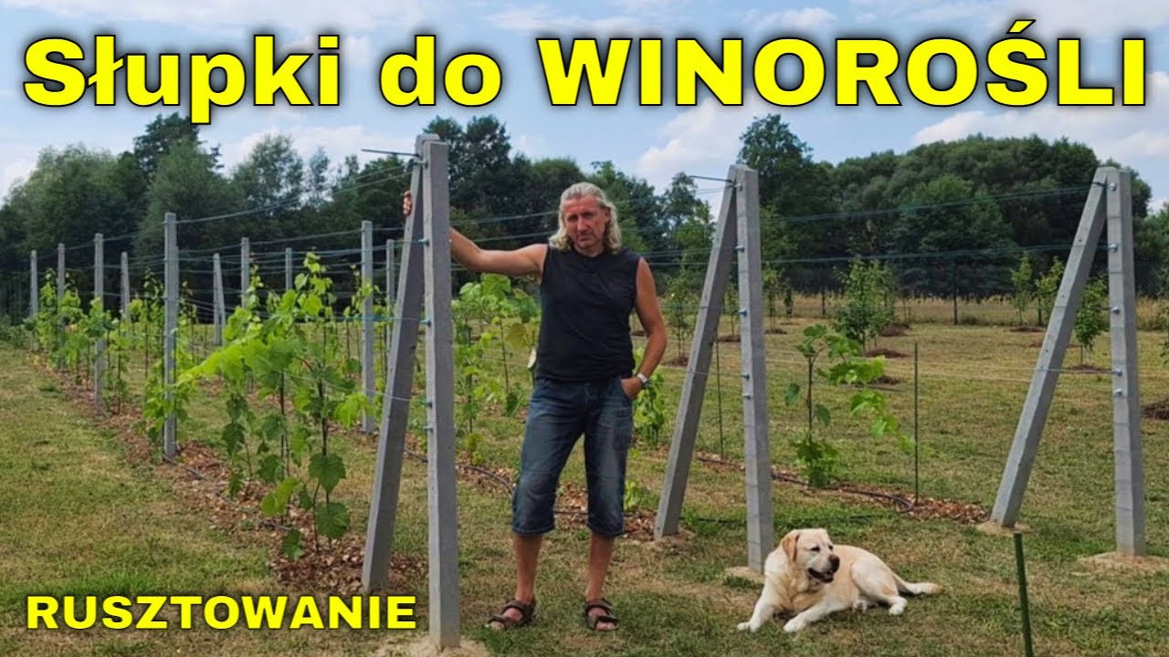 Rusztowanie, podpora winorośli w naszej miniwinnicy. Stawiam słupki, rozciągam druty pod winogrona.