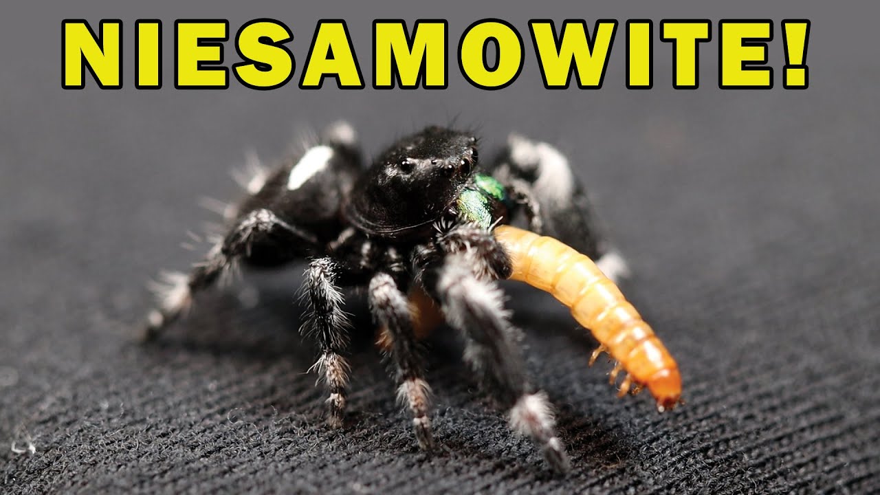 VLOG: Karmienie PAJĄKÓW w SLOW MOTION! (Uwaga: okrutne)