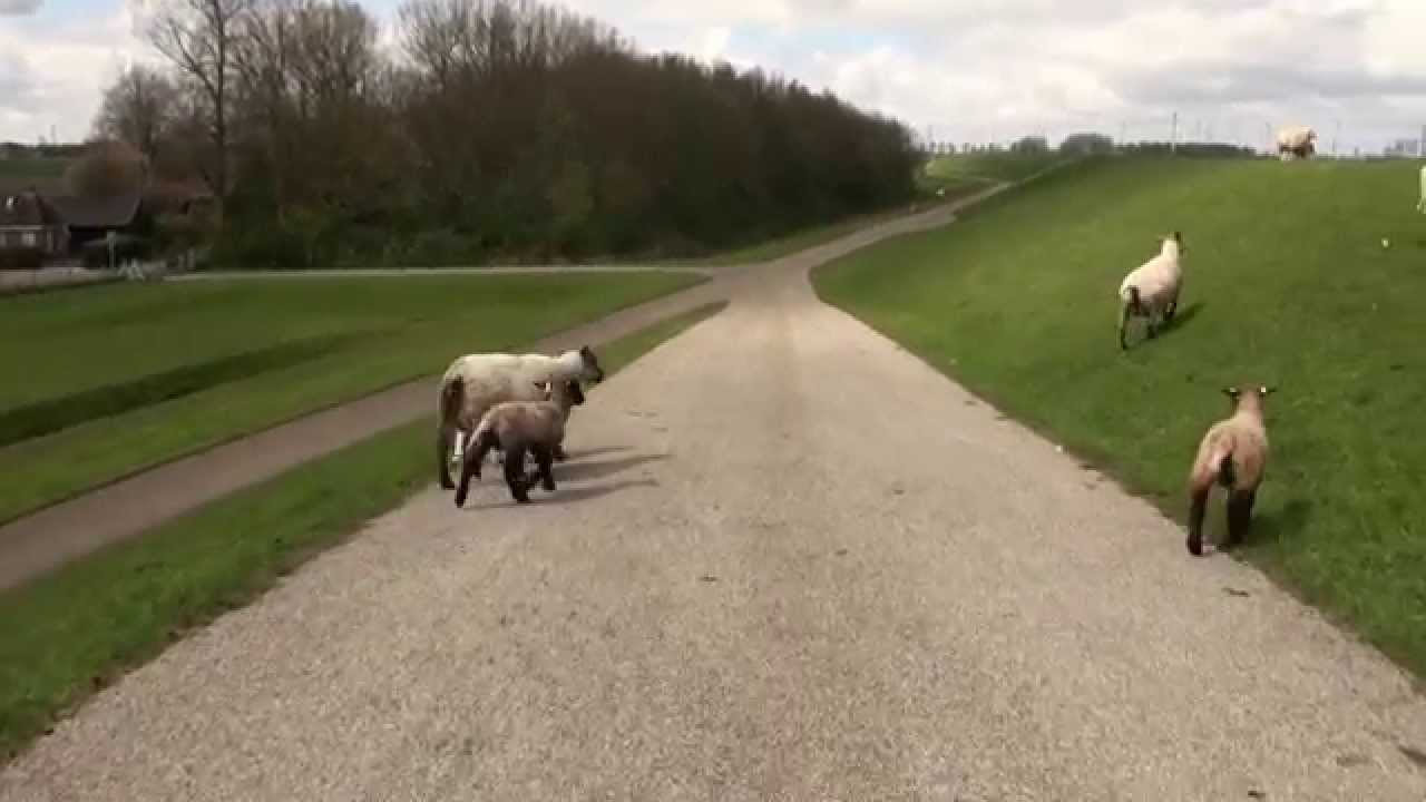 2015 Nieuwstad en Bierum Groningen