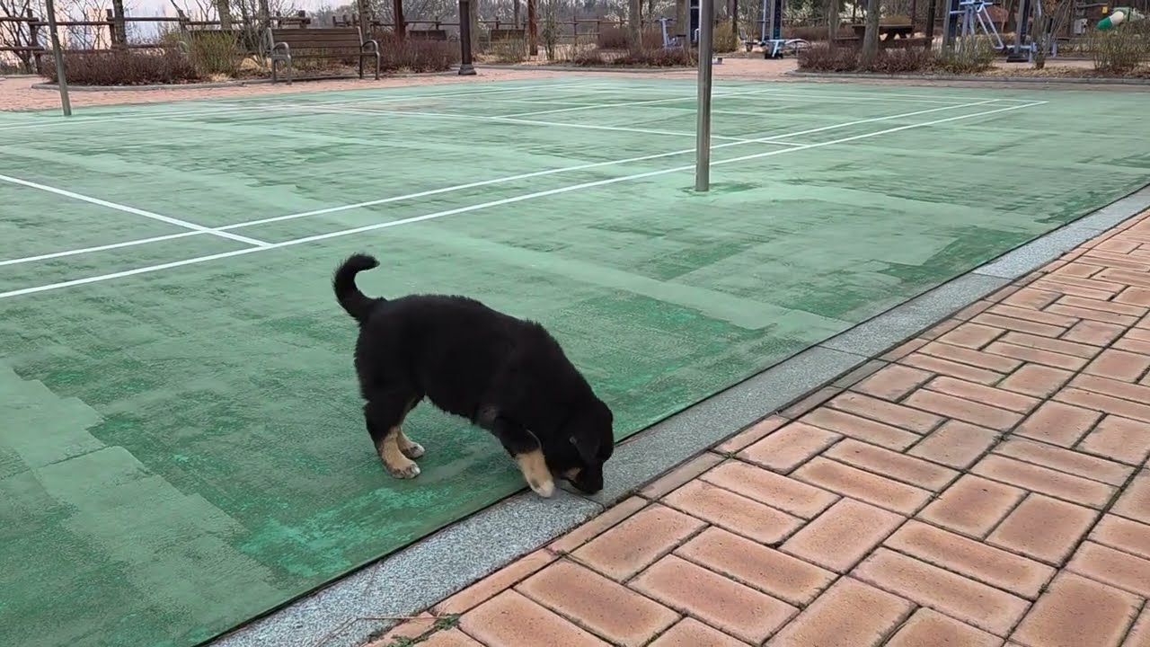 블랙탄 흰발이 사료 후원 받아요^^Korean Jindo Dog. 