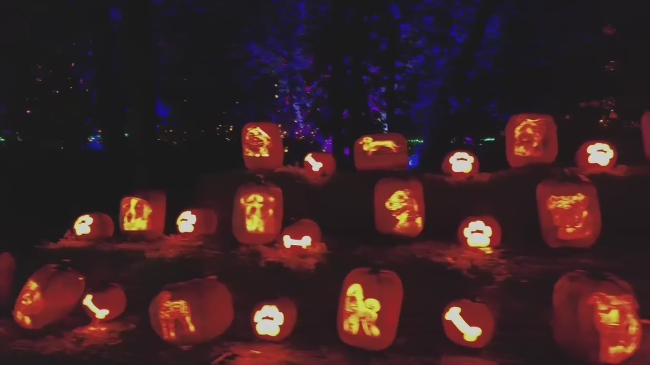 Pumpkin-carving craftsmanship on display at Jack O' Lantern World in Lake Zurich