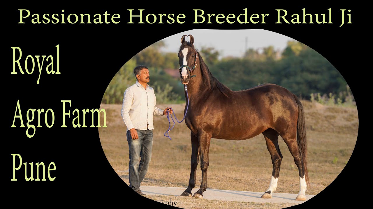 Passionate Horse Breeder Rahul ji Royal agro farm Pune