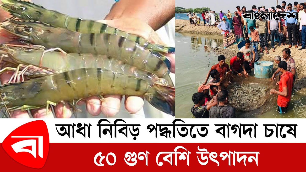 আধা নিবিড় পদ্ধতিতে বাগদা চিংড়ি চাষে ৫০ গুণ বেশি উৎপাদন  | prawn @ProtidinerBangladesh
