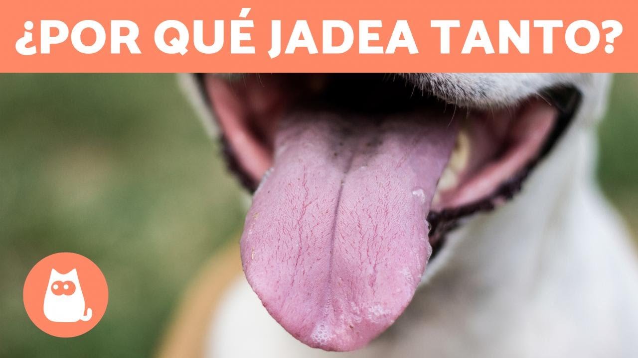 Mi perro JADEA MUCHO 🐶👅 (8 Causas del Jadeo Excesivo)