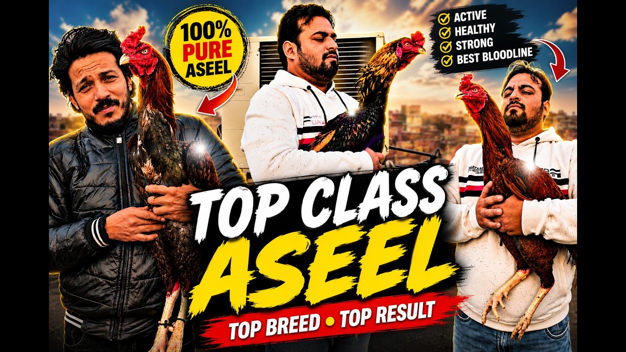 Royal Aseel Rooster|| New Stock Available