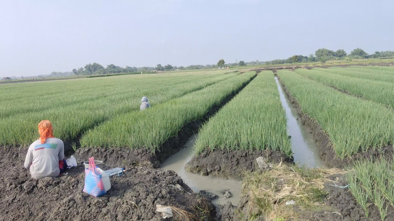 Umur 24 dan 45 HST Calon Super Door ...!!! Petani Bawang Merah Nganjuk