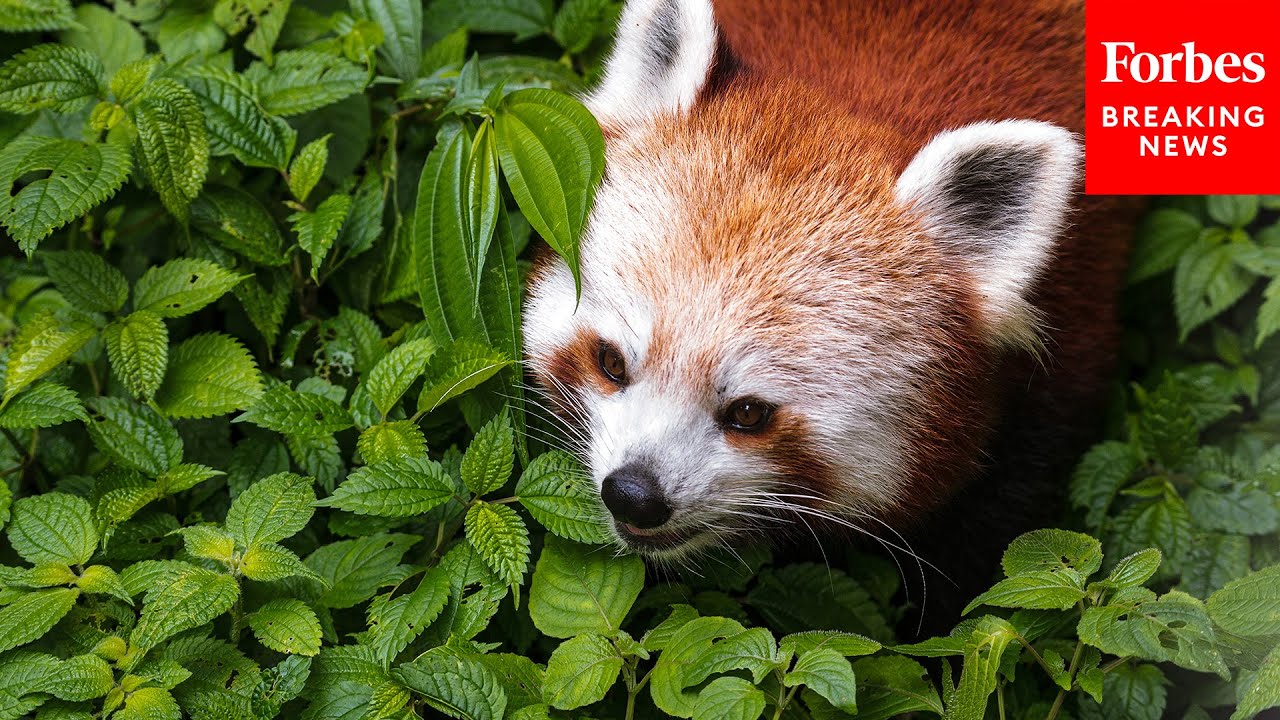 Katie Porter Expresses Urgent Need To Protect Endangered Species